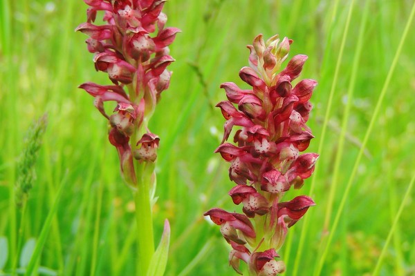 Orchideák Sóstón - nyílik a poloskaszagú kosbor Orchideák Sóstón - nyílik a poloskaszagú kosbor