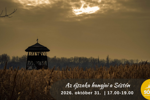 Az éjszaka hangjai a Sóstón